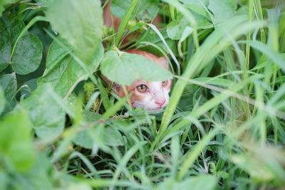 Portrait of a cat lying on grass