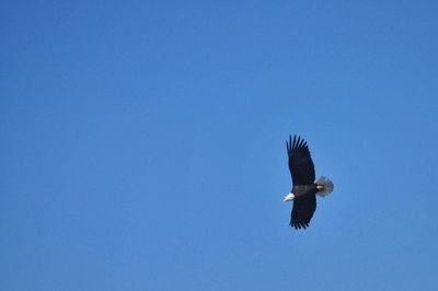 Low angle view of bird flying against clear blue sky