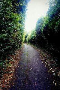 Road along trees