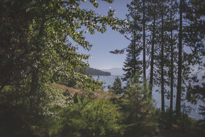 Trees in forest against sky