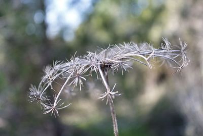 Close-up of dried plant on field