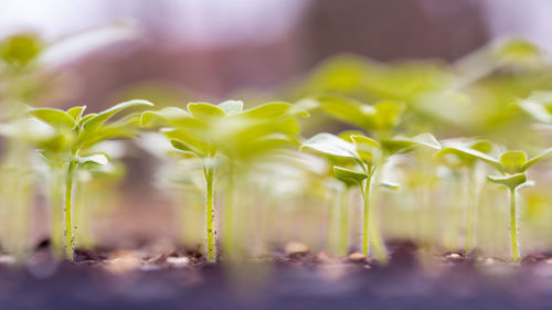 Close-up of plants growing outdoors