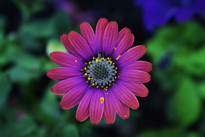 Close-up of purple flower