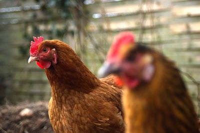 Close-up of rooster