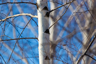 Low angle view of bare tree against sky
