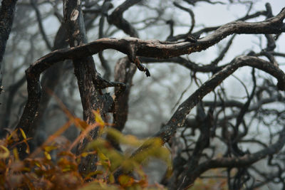 Close-up of tree trunk in forest