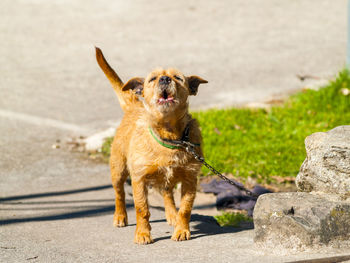 Portrait of dog standing outdoors