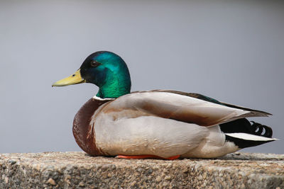 Close-up of mallard duck on lake