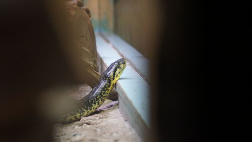 Close-up of lizard