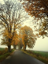 Empty road along trees