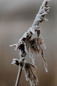 Close-up of wilted plant during winter