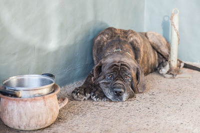 Portrait of dog lying down