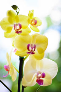 Close-up of fresh yellow orchid flowers