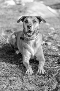 Portrait of dog sitting on field