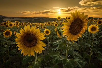 Scenic sunflowers field at sunset in coriano, near riccione, italy