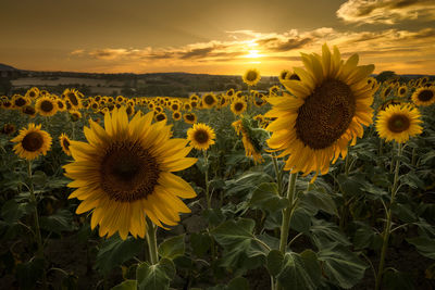 Close-up of sunflower on field against sky