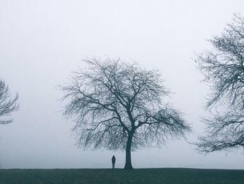 Bare trees on field against clear sky