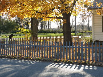 Fence by trees