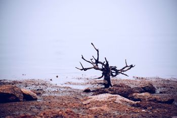 Driftwood on beach against clear sky