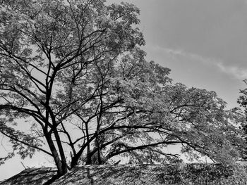 Low angle view of bare tree against sky