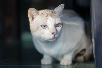 Close-up portrait of a cat