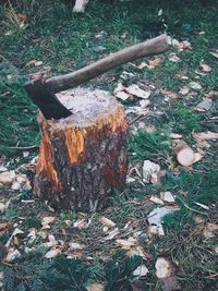 High angle view of firewood on wood in forest