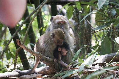 Monkey sitting on tree