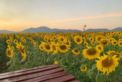 Scenic view of sunflower field against sky