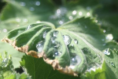 Close-up of water drops on plant leaves