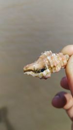 Cropped hand holding food