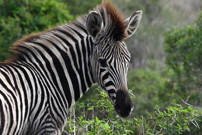 Zebras in a field