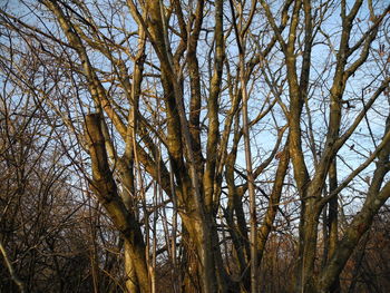 Low angle view of bare trees in forest