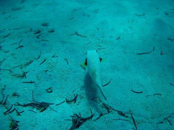 Full frame shot of fish underwater