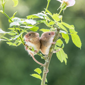 Two adorable harvest mice sitting together  on tree branch