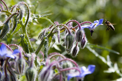 Close-up of frozen flower during winter