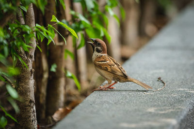 Close-up of bird perching on a tree