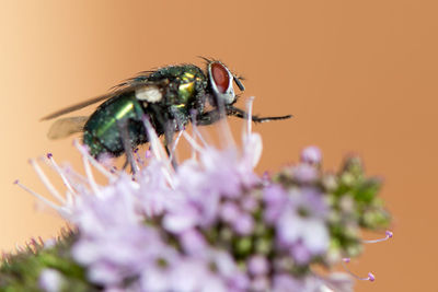 Close-up of insect on flower