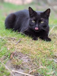 Portrait of black cat on field