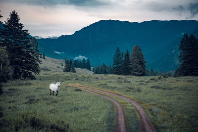 View of a horse on landscape