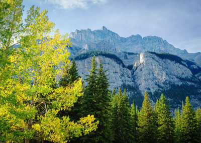 Scenic view of trees in forest against sky