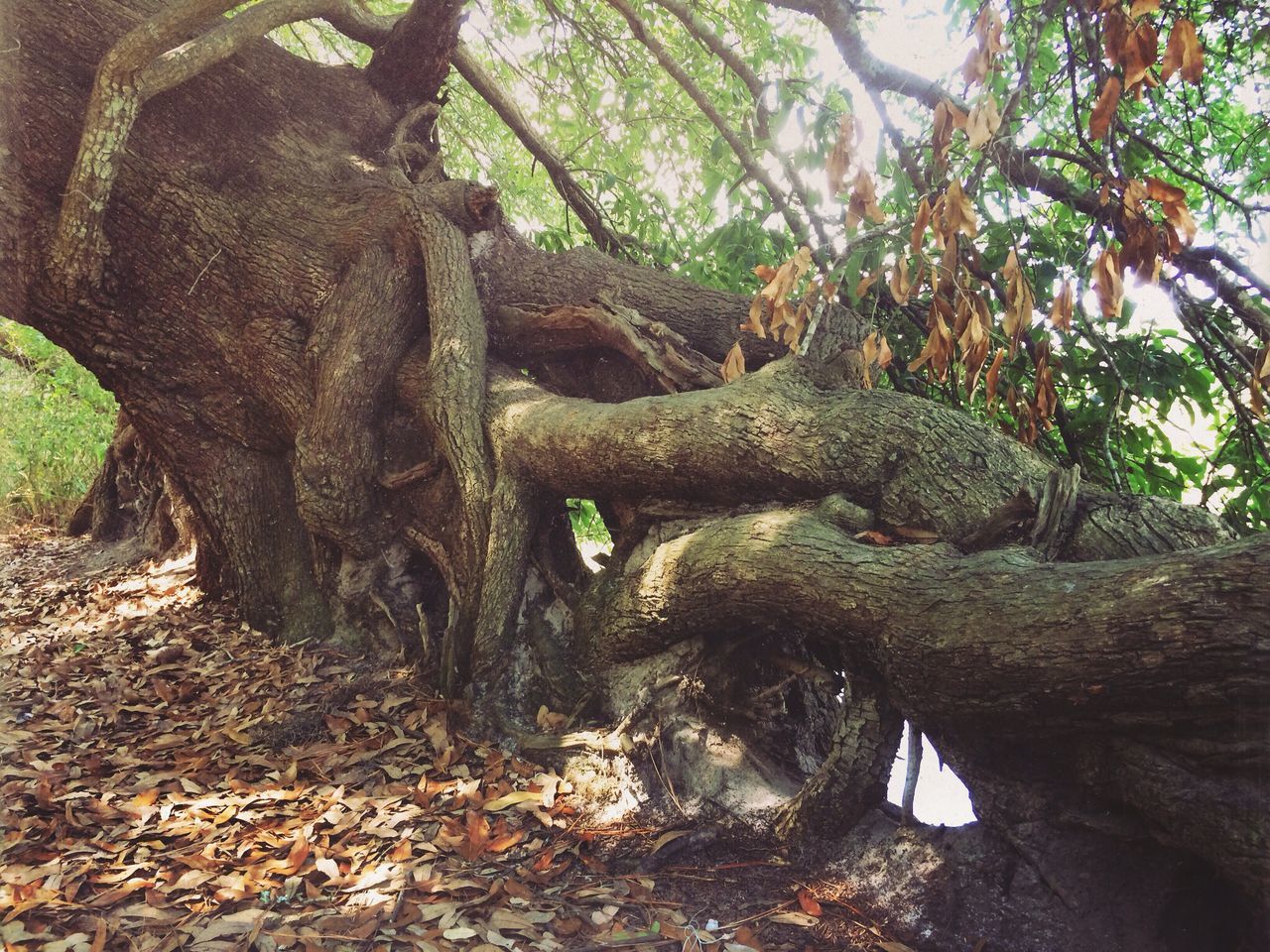 tree, tree trunk, forest, branch, nature, growth, rock - object, tranquility, day, low angle view, outdoors, tranquil scene, beauty in nature, moss, no people, sunlight, scenics, non-urban scene, leaf, stone