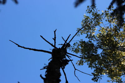 Low angle view of bird perching on branch