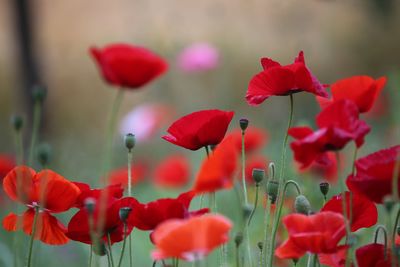 Close-up of red poppy flowers