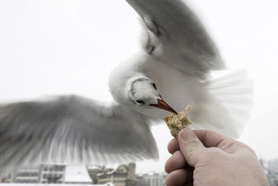 Cropped image of hand feeding to seagull with spread wings