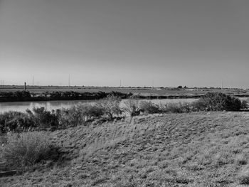 Scenic view of field against clear sky