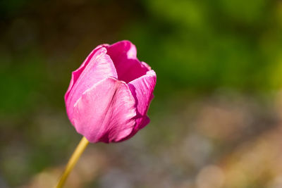 Close-up of pink rose
