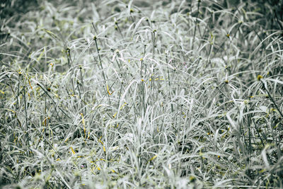 Close-up of fresh green field