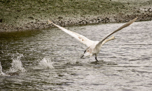 Swan with spread wings on river