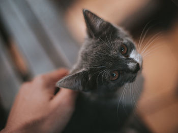 Close-up of hand holding cat