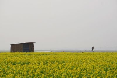 Yellow flowers on field against clear sky